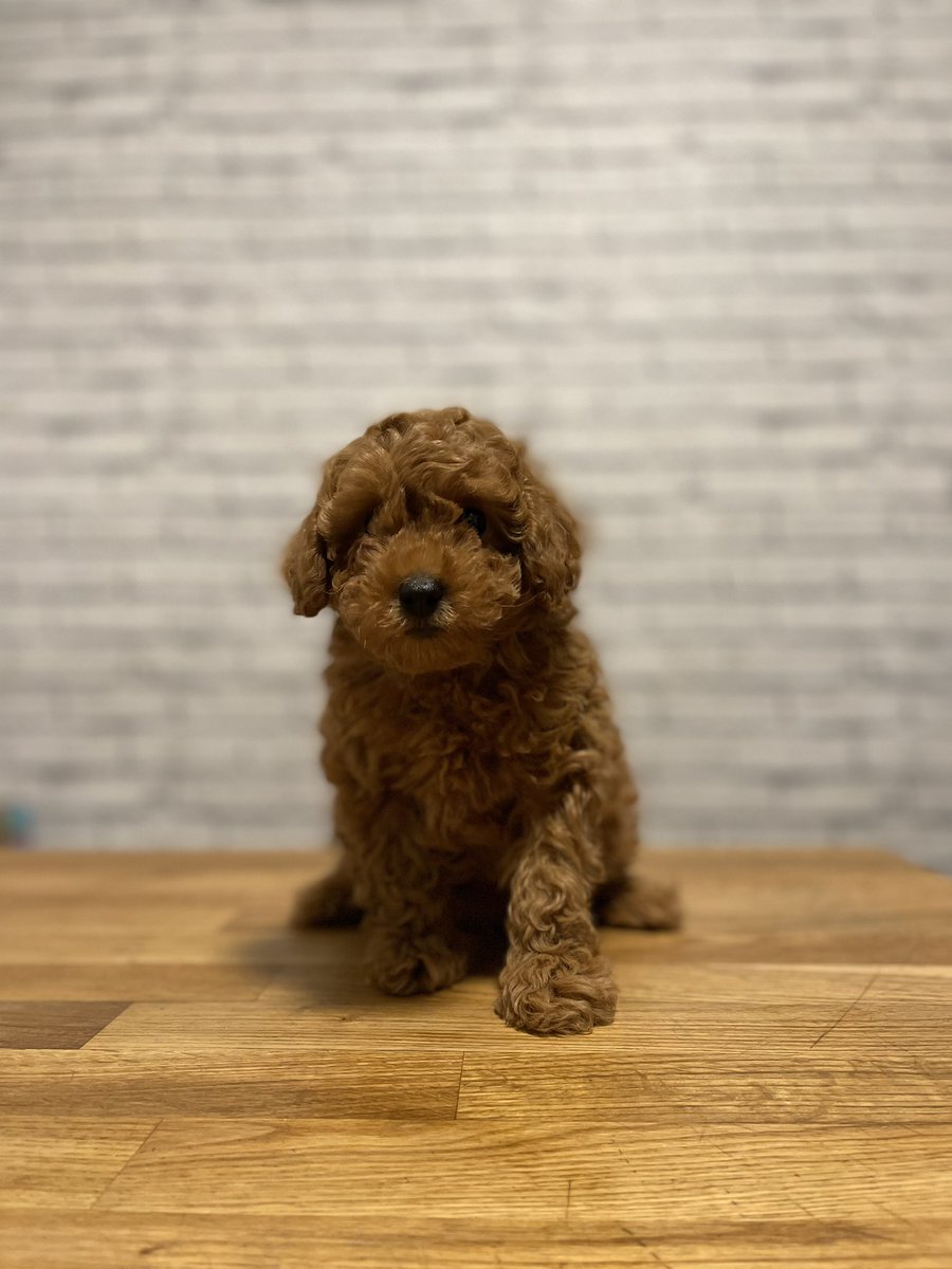 CoachDeanBK's tweet photo. Welcome to the family, Quavo 🐾 #GPUP https://t.co/GbPk7RaeSe