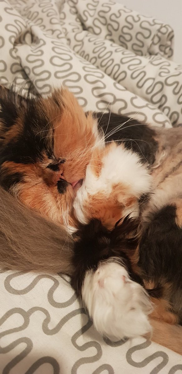 Happy Knappy tweet media