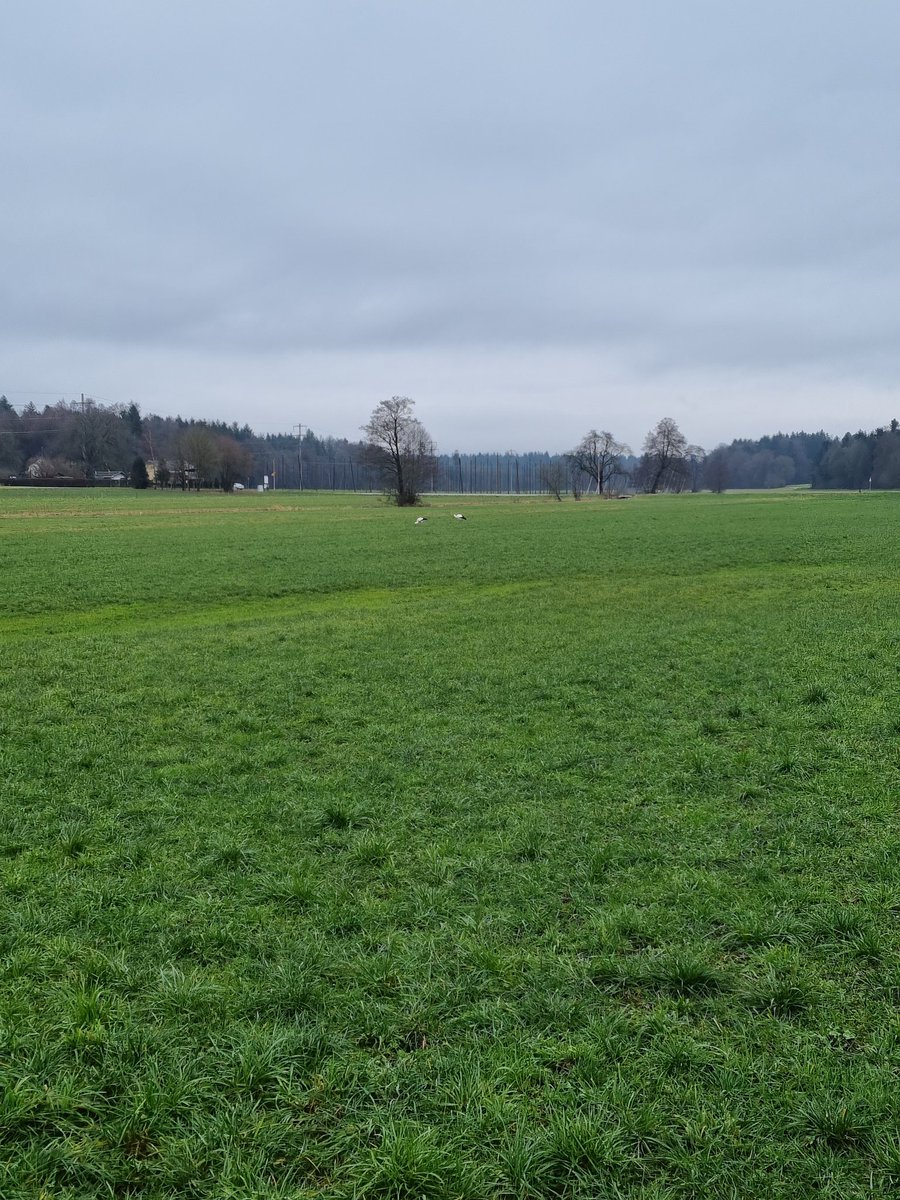 Two storks, a long way off in a field under grey skies. Taken in Wolfwil, Switzerland on December 27, 2021.