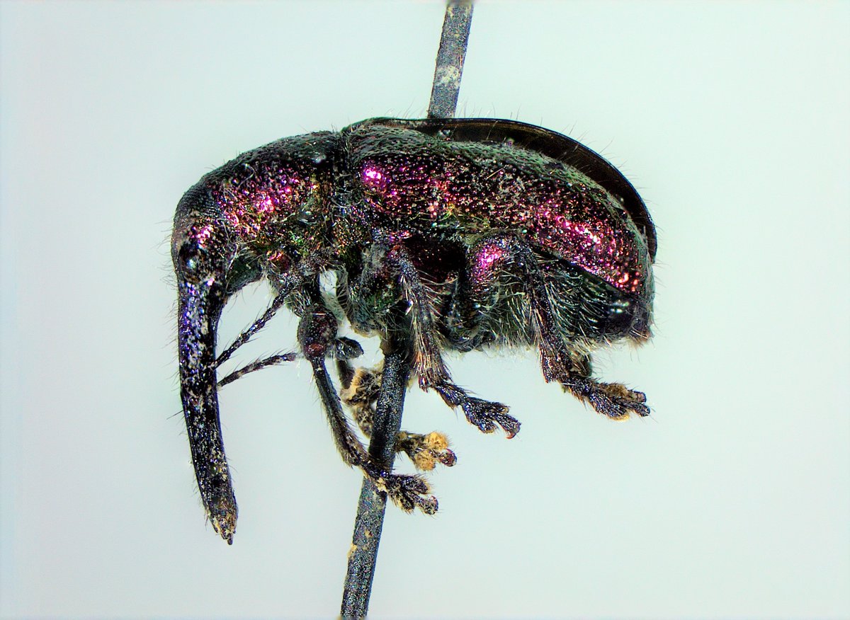 mstf_entomology's tweet image. Another old specimen from our collection. 
Rhynchites bacchus, feed on pome and stone fruits. The weevil was collected in the apple orchard in 1975. It took almost one hour to clean it.
#curculionidae #weevil #BBCL