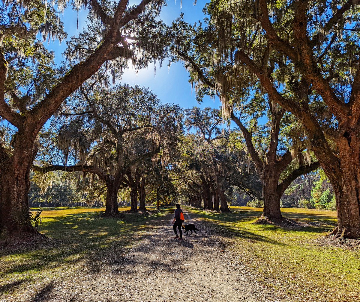 mblshutterbug's tweet photo. 📷 Pixel 6 Pro
📍 Mount Pleasant, SC

#MobileShutterbug #MobilePhotography #Photogram #PhotoOfTheDay #Travel #CHS #CharlestonSC #Lowcountry #dog #trees #Pixel6Pro #TeamPixel #Androidography @madebygoogle @googlepixel https://t.co/2ITnj7Kj7F