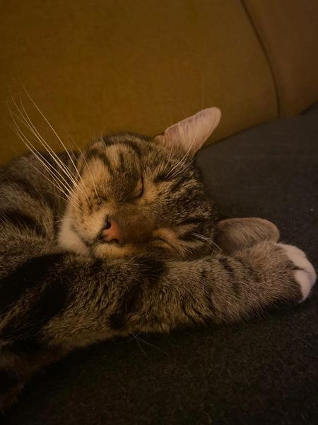 🔴 VERMIST: KAT KEES (chip)
ex-kater, cypers/wit
#EEFDE #GE Zutphenseweg
#DHver 11/12/21 facebook.com/DeHerenigingGe…