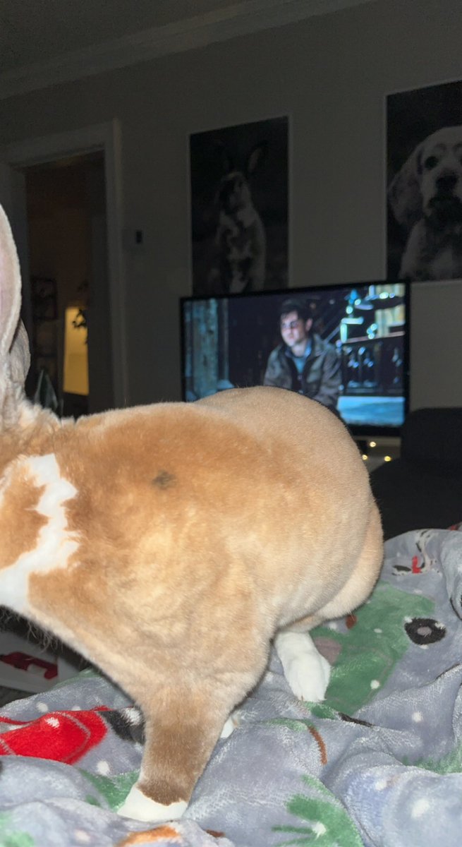 TristenGallery's tweet photo. If you want Ginny attention, you have to let him walk all over you https://t.co/EmIkbLoWS8