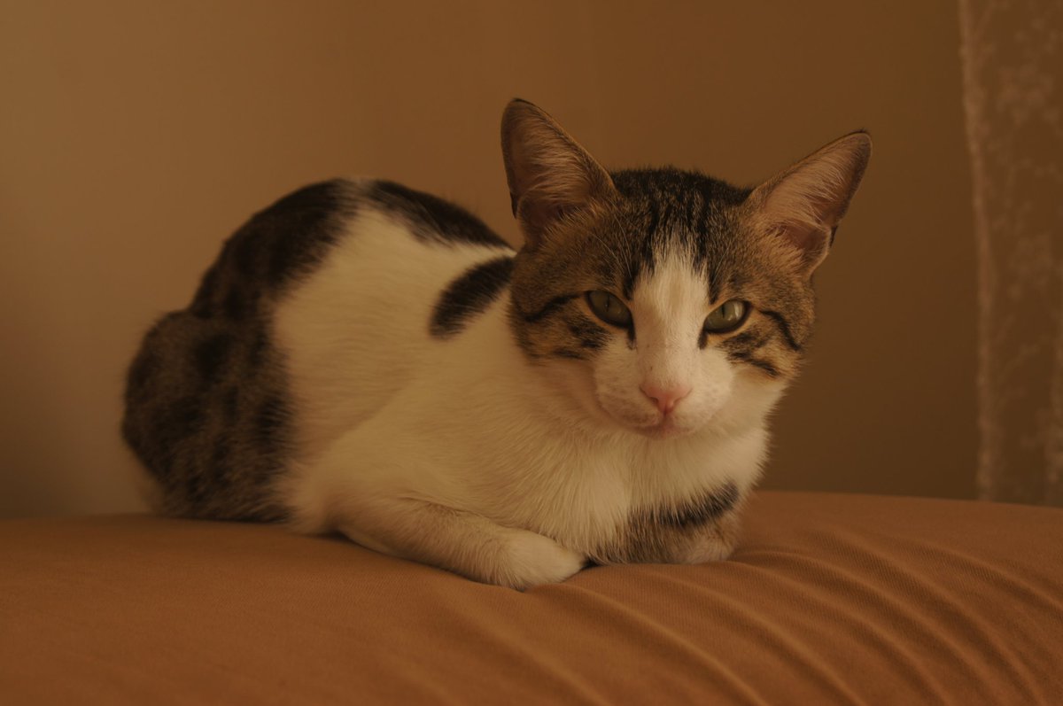 Sen dünyanın en cool kedisisin.