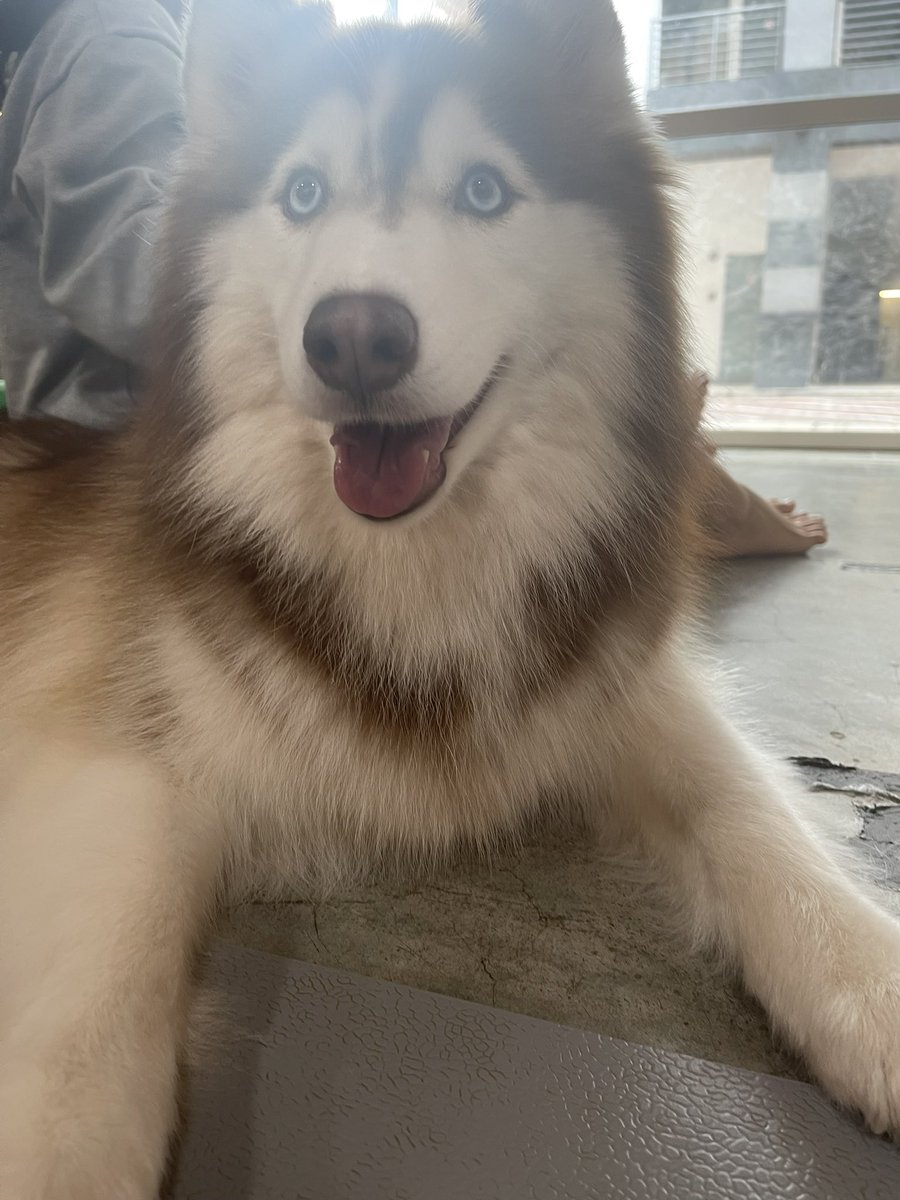 Huskissハスキーカフェ<a href="/PJ/">ᅟ</a>？ほぼスバン！
ドリームdogのハスキー犬に囲まれる1時間、でも殆ど寝ているハスキー達、触って起こして写真撮る。
最後に集合写真を撮ると、ご褒美もらえるから元気になるハスキー達。そこが一番可愛いかったな！お散歩いけるオプションあったらまた行きたい〜犬好き必訪