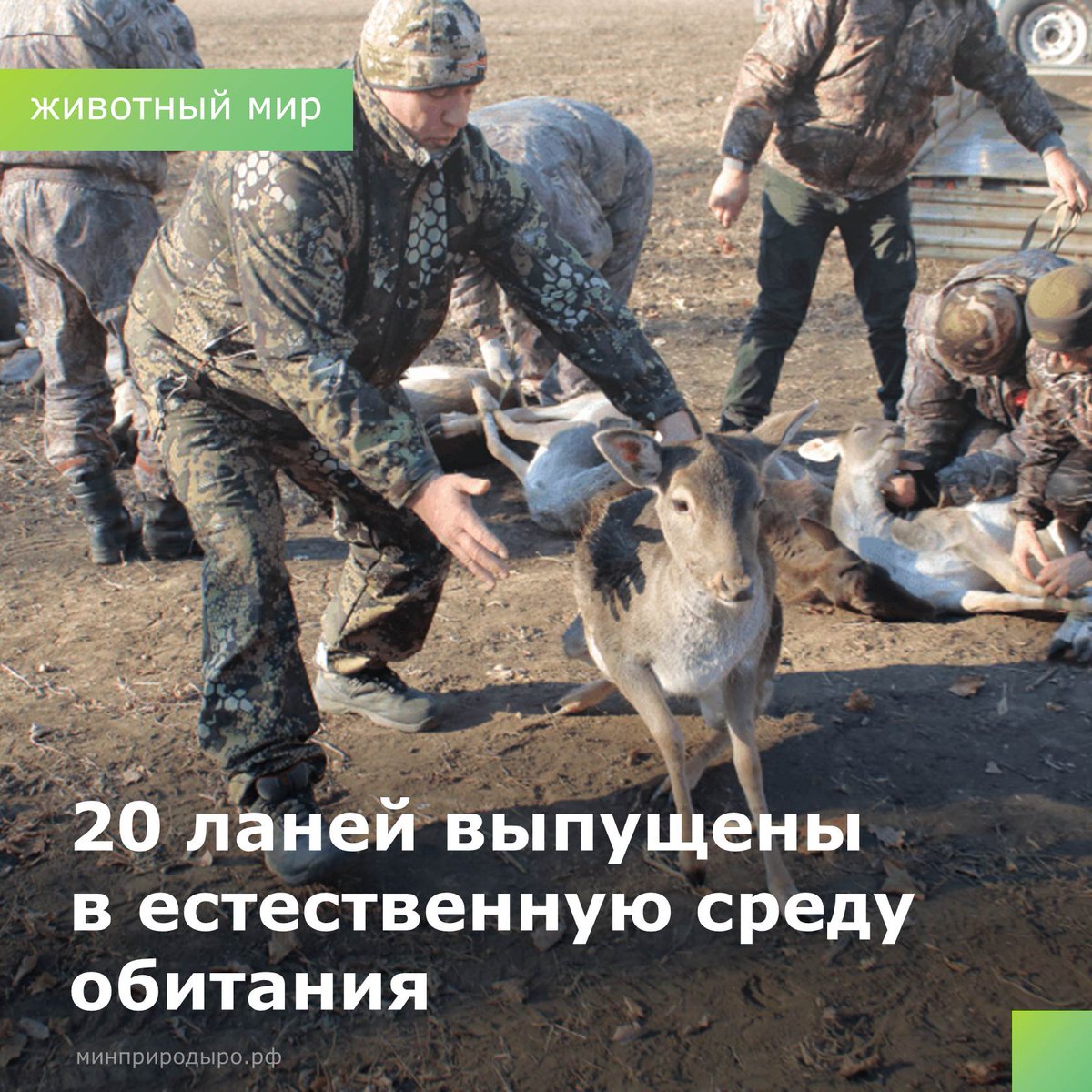 mpro61's tweet photo. В конце декабря 2021 года в Верхнедонском районе на территории «Вешенского производственного опытного охотничьего участка» в естественную среду обитания выпущено 20 особей лани европейской.

#минприроды_РО #животныймир #охотресурсы #верхнедонскойрайон https://t.co/SwdAoqzPgV