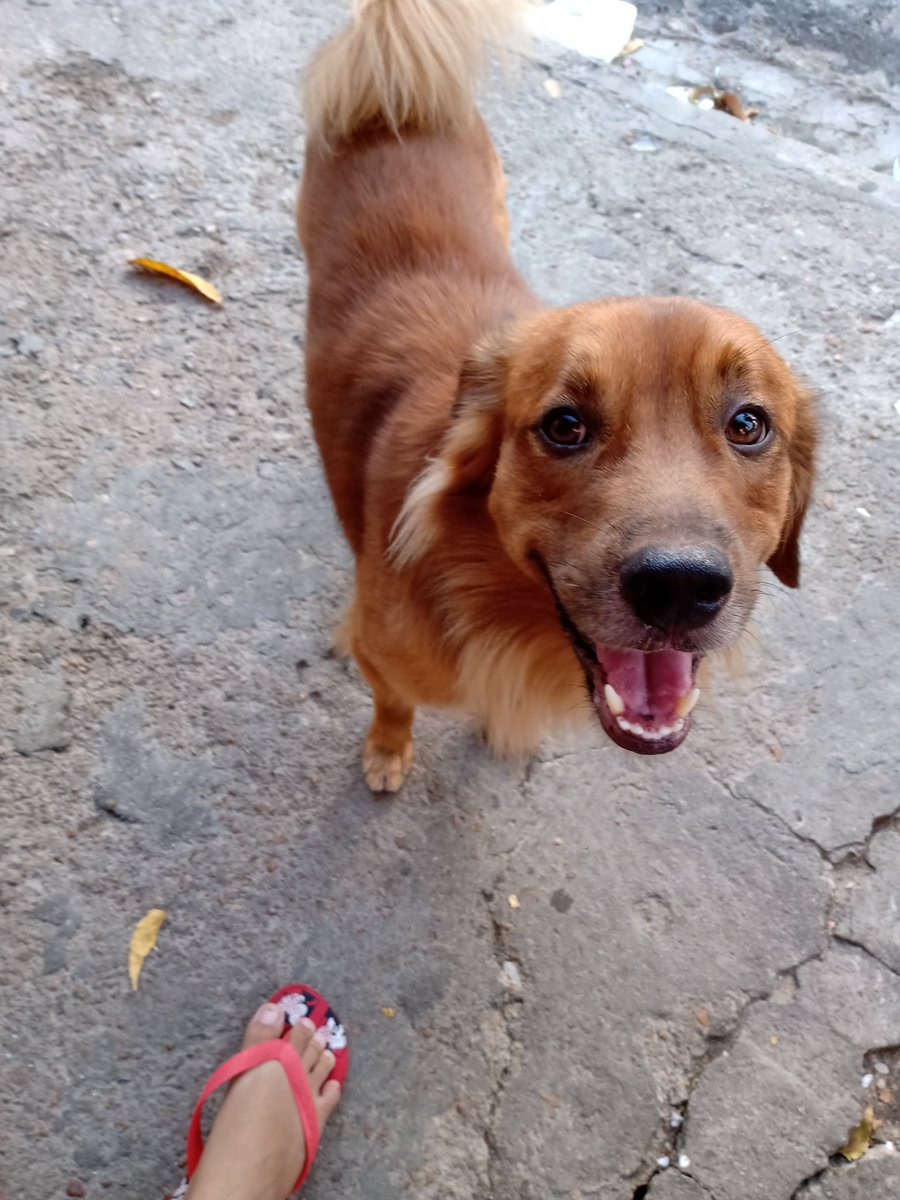 oompaunicorn's tweet photo. Meio atrasada na tag, mas compartilhando a fotinha dos donos da casa.
Feliz aniversário Bright❤️ que sua vida seja sempre iluminada e que você sempre seja assim do jeitinho que é ❤️
#PetsforBright #24thBrightDay https://t.co/ws1BdOND9v