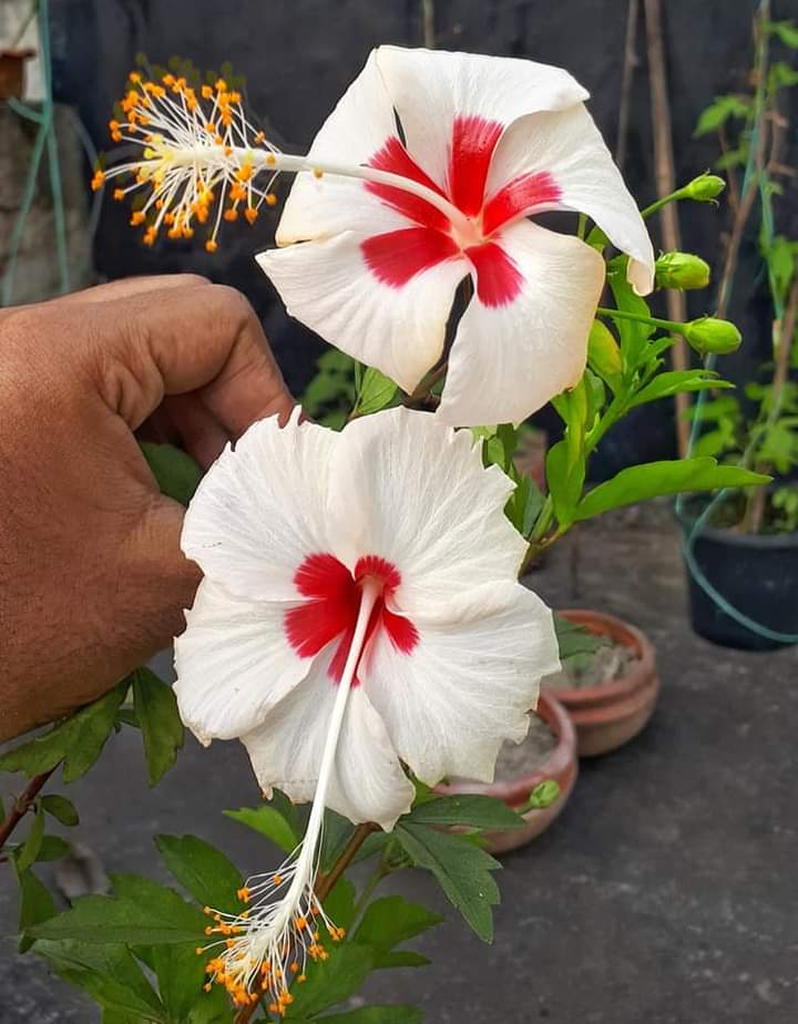Supriyo102030's tweet photo. Natural https://t.co/4KNgqGd5p4