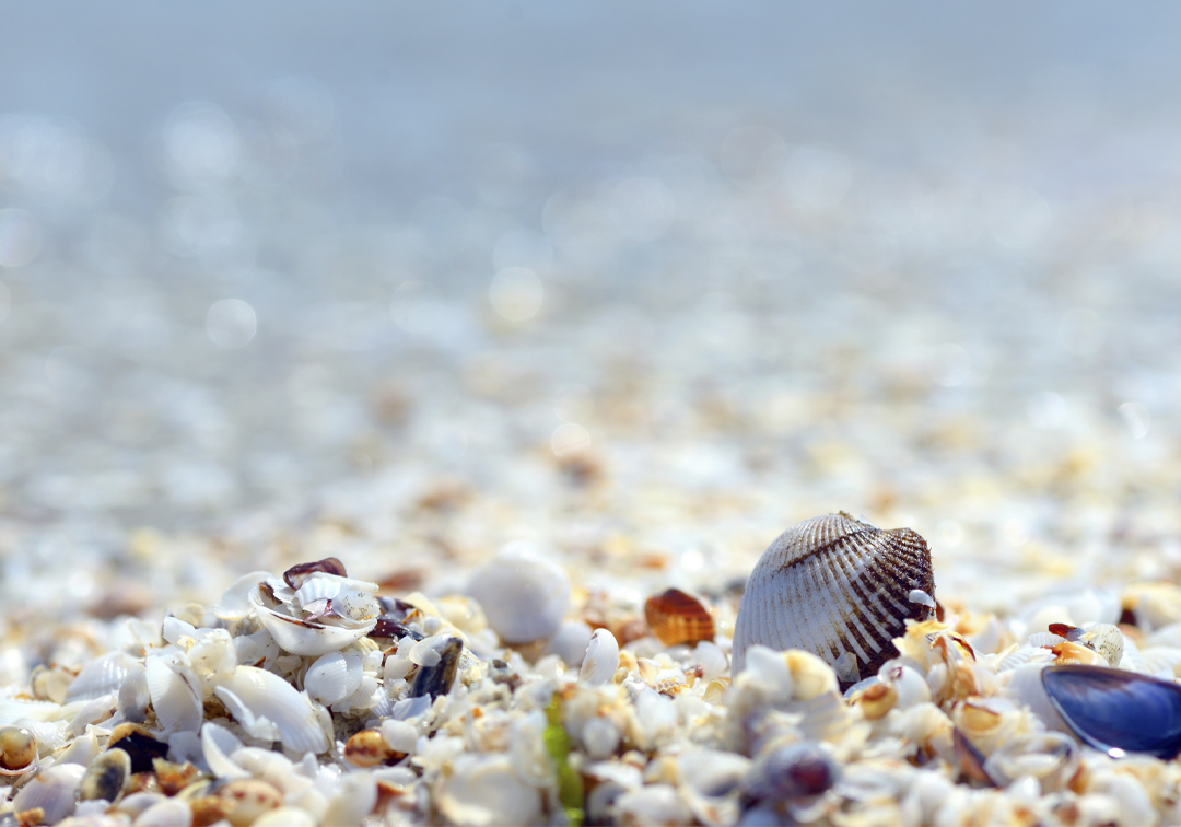 Who needs snowflakes when you have seashells. #winterinflorida #snowflakeday #lovefl #theplazaresortandspa #daytonabeach
