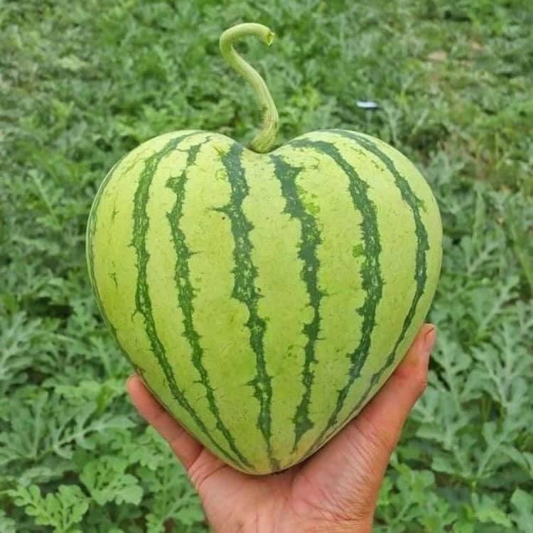 seokuva's tweet photo. heart shaped watermelon 🍉💗 https://t.co/3L8cnOHCyb