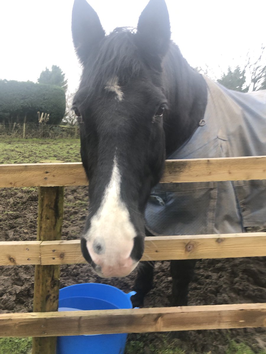 rozhughes's tweet photo. Needed this ride out in #Rowarth #HighPeak today. Love this gorgeous boy. Such a gentle giant. https://t.co/cESrd6u4Oi