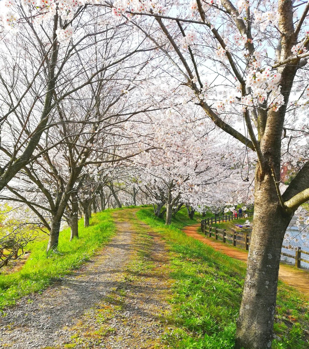 春は桜の名所で知られる熊本の立岡自然公園。秋は秋桜が咲いて美しいです。広い公園なので散歩する人も、釣りに来る人もちらほら。ピクニックバッグに弁当入れて花見したいよ(^_^;)🌸