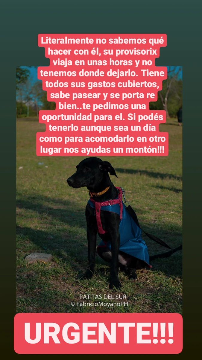 Agustin89794061's tweet photo. URGENTE POR FAVOR !!! @patitasdelsurr  @VivireNuevaCba https://t.co/YDsdTcCHWf
