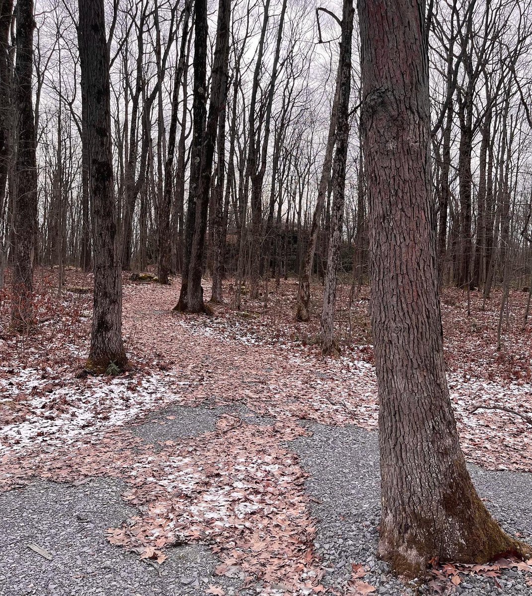 maexplorer21's tweet photo. When you want to reeeeally socially distance yourself, check out the entirely wooded S.B. Elliott State Park in Clearfield County, PA for some one-on-one with nature. @PADCNR @ccbackwoods #Pennsylvania #explore https://t.co/8U9Eh6Y30E