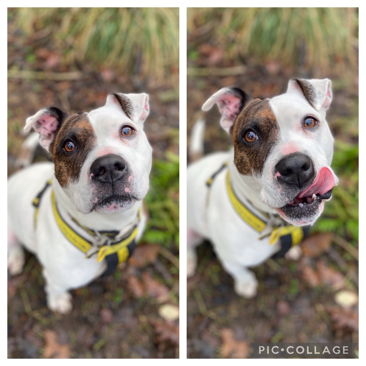 DT_WestCalder's tweet photo. Happy Monday to all of our followers! Check out this Twitter V’s Reality 🐶 ❤️ We think Nellie looks gorgeous in both 😍🥰 #happydog #twittervsreality #adogisforlife #mondaymood https://t.co/Vmd6mF3Ujw