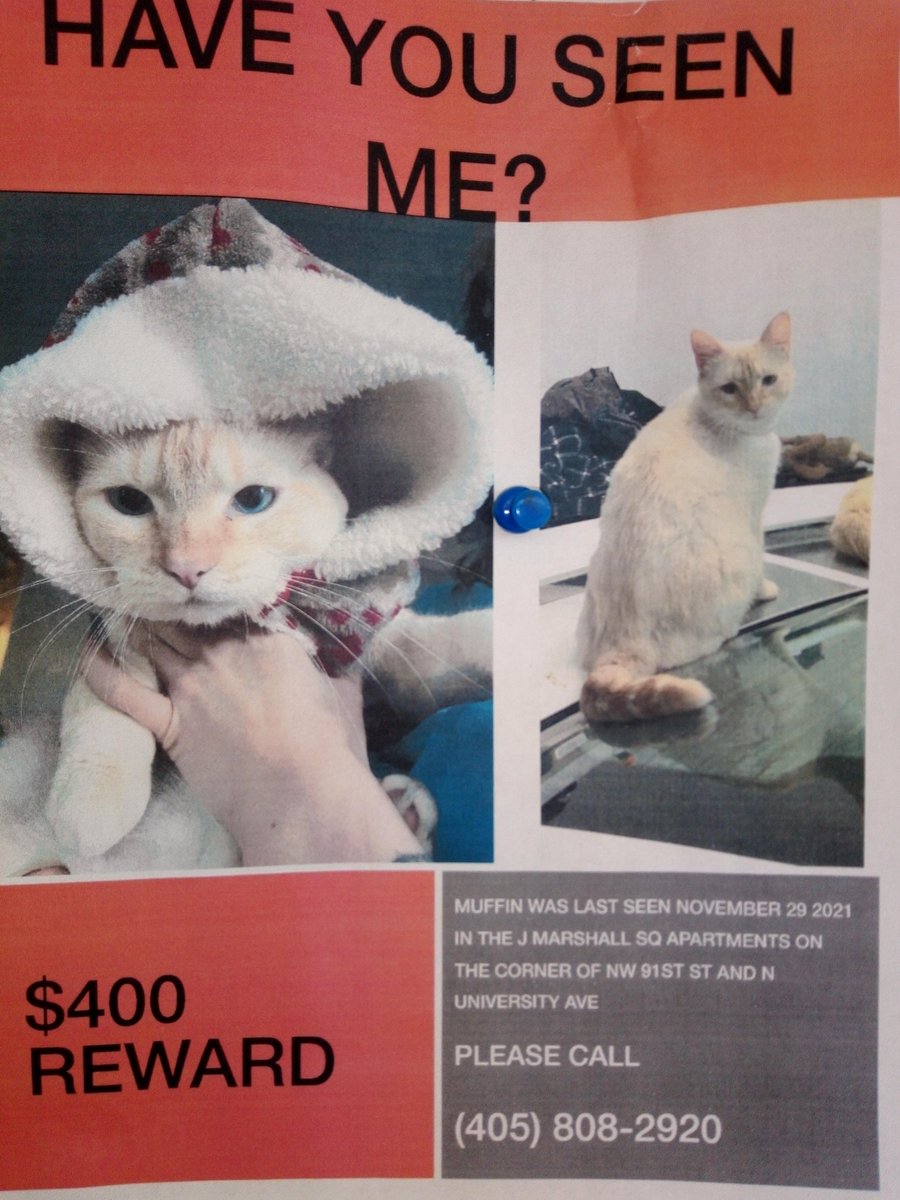 Cultiv8Hope's tweet photo. #MissingPer #MissingCat #OklahomaCity #CatsofTwitter https://t.co/RO0s6Vg3pH