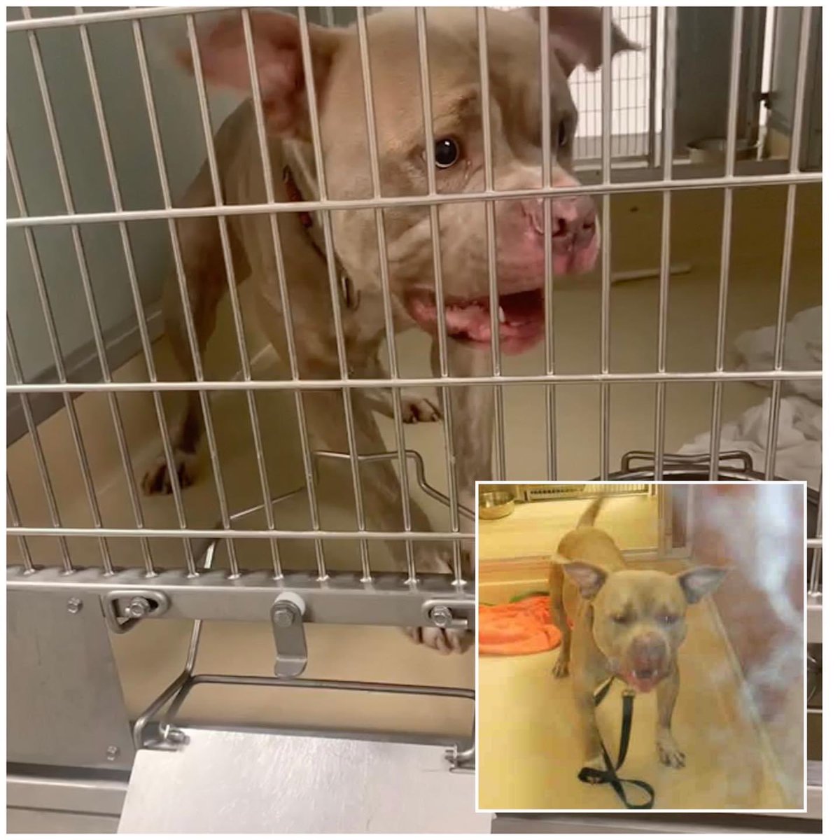 🆘 <a href="/AdoptMiamiPets/">Miami-Dade County Animal Services</a> wants #SANTA #A2308220 gone! 5 yrs old, labeled as “aggressive” &amp; a “pit bull”,wording is everything when it’s written by those who hate. A failed dog who is  judged &amp; misunderstood, not a monster! 
facebook.com/rescuemeMIAMIF…