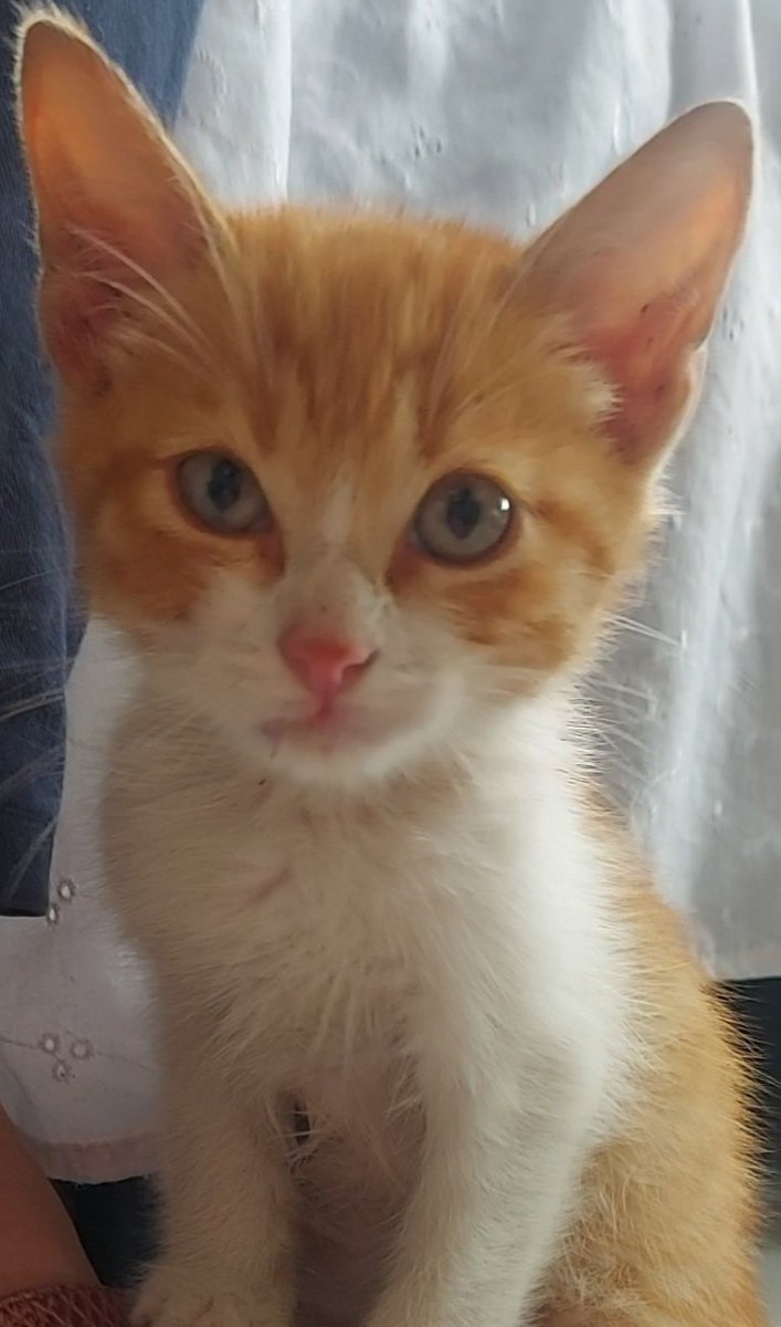 MujerdelGol's tweet photo. Encontré este gatito abandonado en carretera. Podrían ayudarme sugiriendo nombres? 

Había pensado en #Flash pero los leo... https://t.co/OmKrPTchYX