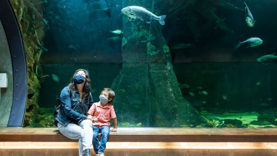 calacademy's tweet photo. As '22 approaches, we need your help: We're fighting to help ecosystems withstand climate change, regenerate, &amp; thrive—while also working to recover from the severe financial impact of the pandemic. All donations will be DOUBLED through midnight, 12/28! https://t.co/fPFSoBoBv2 https://t.co/3ZEkZOhuC5