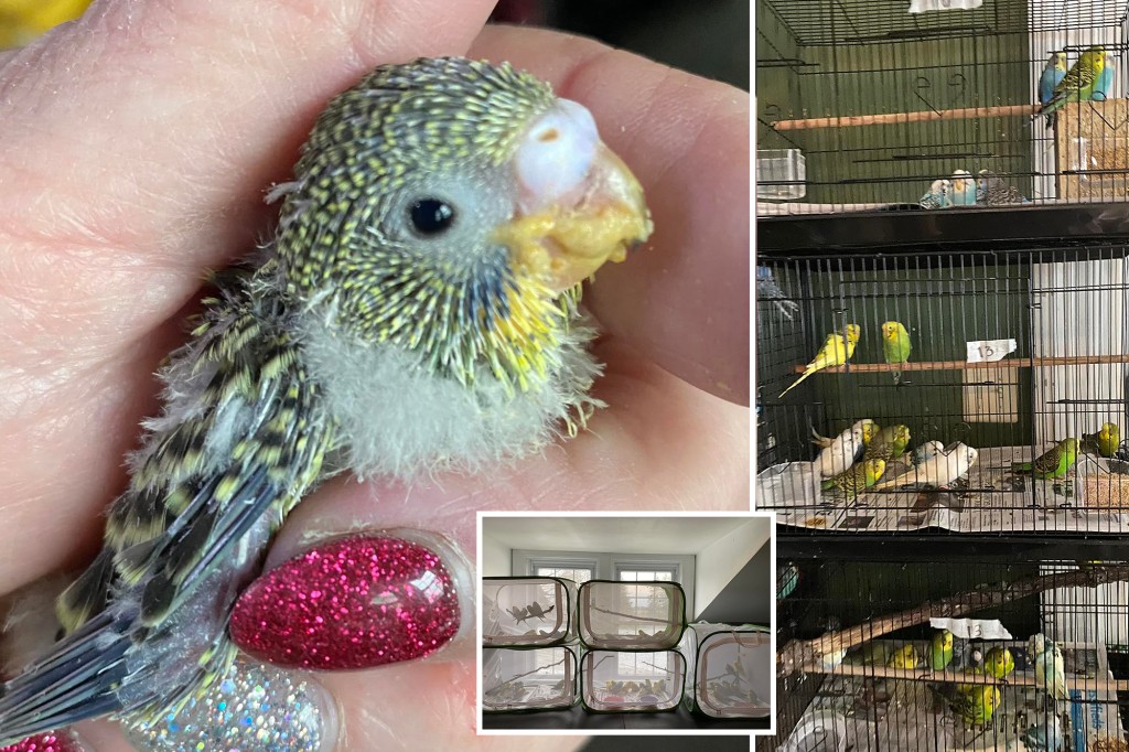 nypost's tweet photo. Shelter bursting with bird babies after parakeet orgy: 'It got out of control' https://t.co/LzjRmldaa5 https://t.co/xNE3BRs2rm