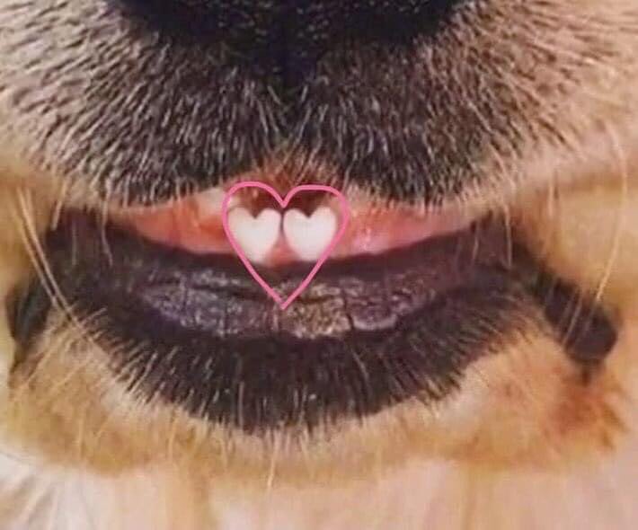 MarialeOficial's tweet photo. Dejen todo lo que están haciendo y miren este perrito con dientitos en forma de corazón 🥺💕 https://t.co/iCY2Ee4YLJ