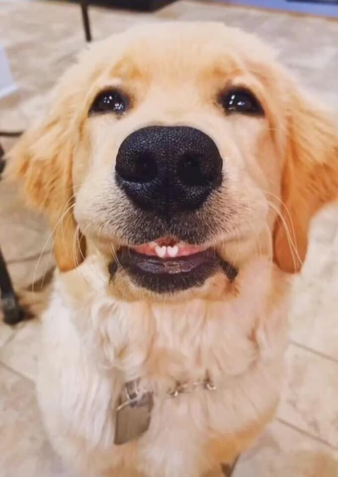 MarialeOficial's tweet photo. Dejen todo lo que están haciendo y miren este perrito con dientitos en forma de corazón 🥺💕 https://t.co/iCY2Ee4YLJ