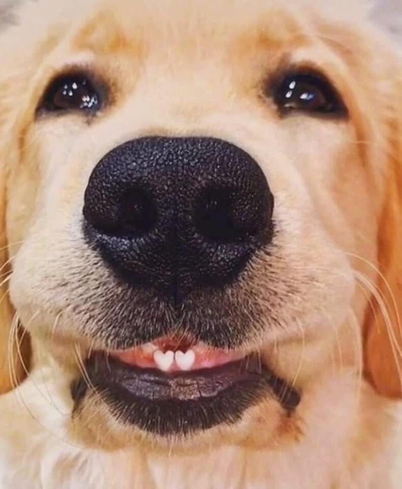 MarialeOficial's tweet photo. Dejen todo lo que están haciendo y miren este perrito con dientitos en forma de corazón 🥺💕 https://t.co/iCY2Ee4YLJ