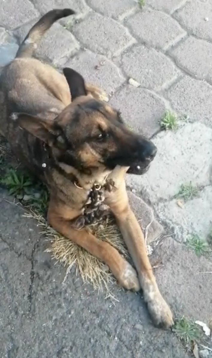 Generosidad || Algo que distingue a nuestros elementos, es la empatía que tienen con los animalitos.

Les compartimos la gran #Acción de policías del área de Asuntos Internos,👮🏻‍♀️ quienes auxiliaron a un Can 🐶 que habría sido atropellado, llevándolo al veterinario para su atención