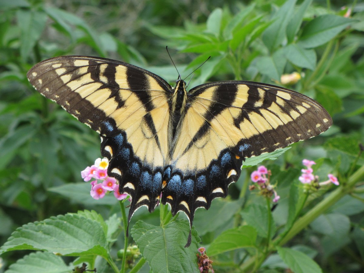Celebrating E.O. Wilson 
We must all fight to protect #biodiversity ! <3

theguardian.com/environment/20… 
#nature #Insects #ClimateActionNow #Science #inspirational #environnement #Entomology #biology #educational #STEM #MondayMotivation #MondayMorning #Climatechange