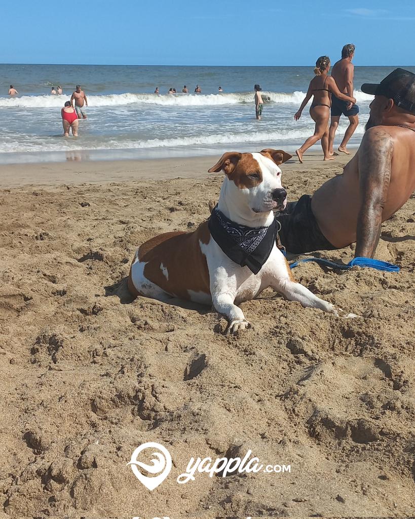 yappla's tweet photo. Qué vida de perros 🤣
#VillaGesell #Gesell https://t.co/glAOkoETrU