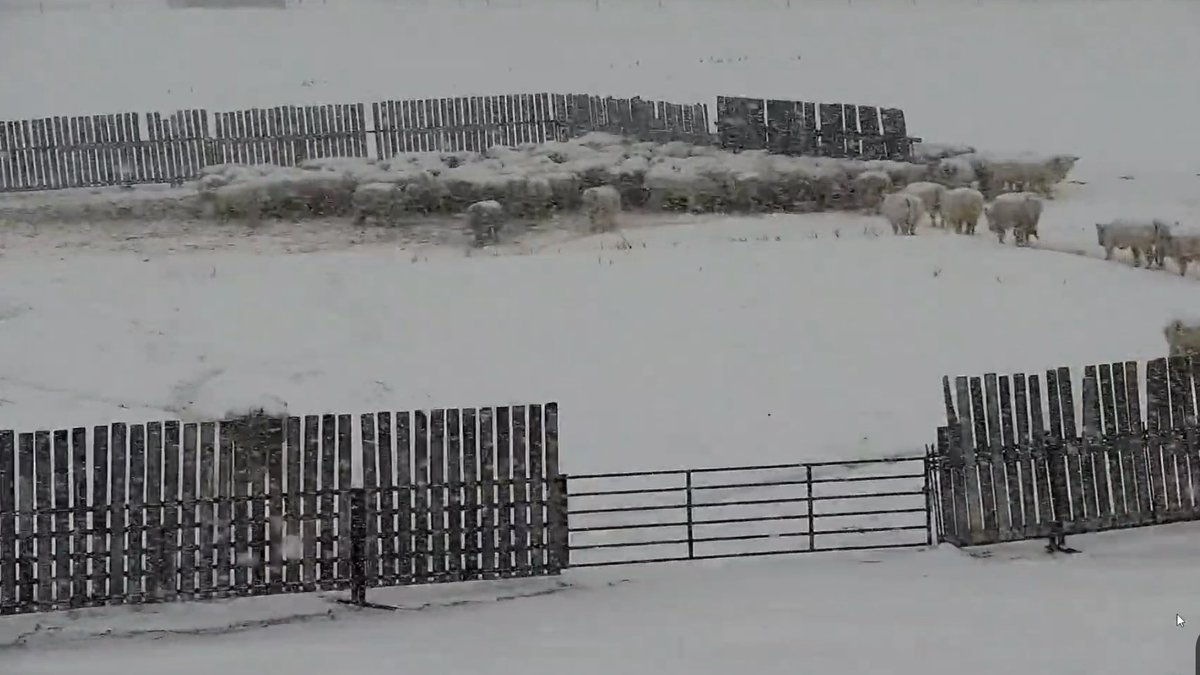 NAHCharolais's tweet photo. Looks like 2021 is wanting to go out with a statement! All we can do is wait for the 20hrs+ of non-snow to stop to re-bed the herd! #Snowmageddon2021 #ExtremeSnow #ExtremeCold #SaskWinter #Saskatchewan #CDNBeef #SaskBeef #CarharttWeather #Charolais #NahachewskyCharolais 🐮 ❤️ https://t.co/W6tvxwJJcD