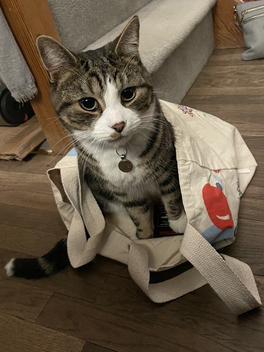 JJ_brum's tweet photo. Just about forgiven for going away for 4 days - but we are still having moods. I think he missed the garden more than me! #catinabag #maxcam https://t.co/1aSOdnfUEj