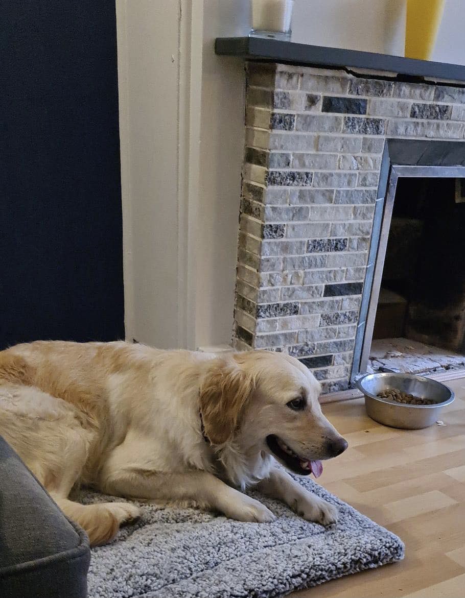 SolihullUpdates's tweet image. #MISSING: Have you seen Belle?

Female #dog missing since 10am today from #SchoolRoad in #Wythall #B47/#B90 area. Microchipped and wearing a collar. She’s a very nervous rescue dog. Last seen on #GorseyLane around 12pm. If there are ANY further sightings, let #SU know. Please RT.