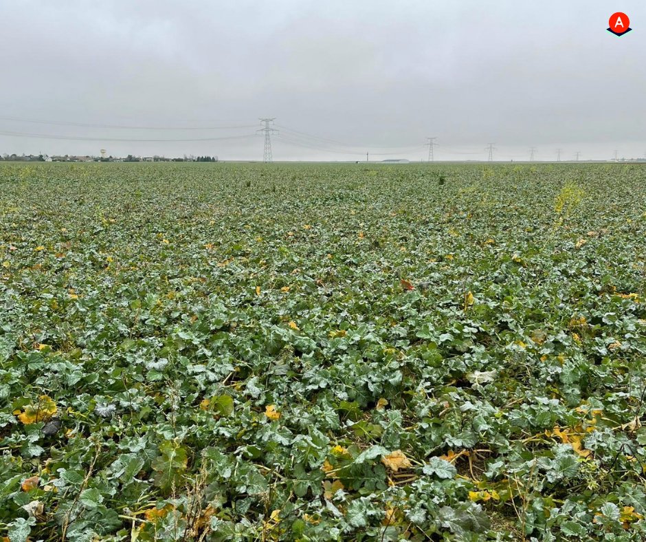 AgroLeague's tweet photo. "Mon rôle, c'est de faire prendre du recul. Avec les membres, je partage mon expérience et je fais en sorte qu'on puisse avancer ensemble. On est un collectif."

Anthony Frison, agronome AgroLeague et agriculteur dans le Loiret (45). https://t.co/86qquOTwcD