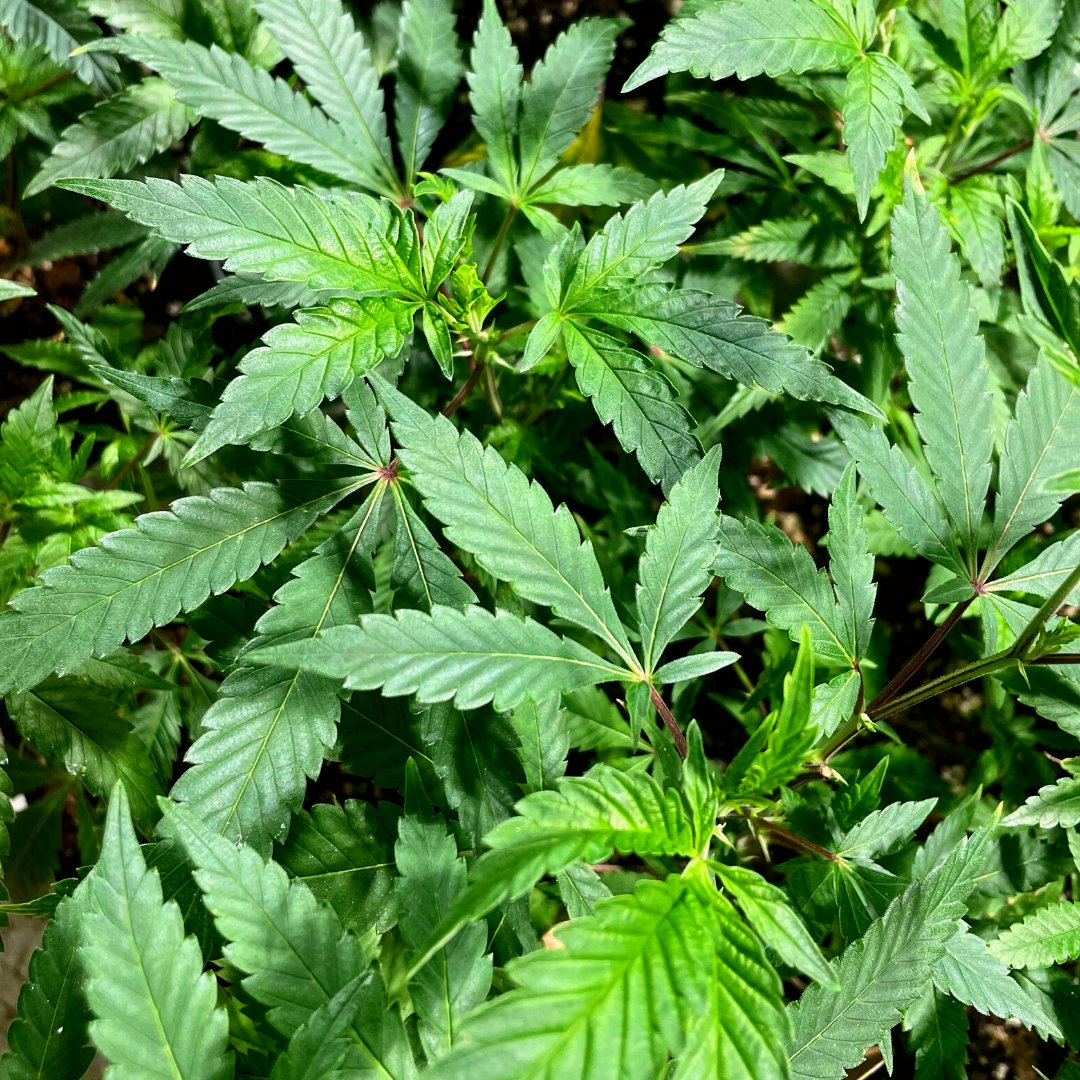 Don’t forget to sign up for our L’Eagle Newsletter! We’re bringing it back with more insights than ever before. We share what’s new and upcoming so you’re always in the know. Check out the link in our bio or message us to add your email to stay informed! #LeagleLife #MJMonday