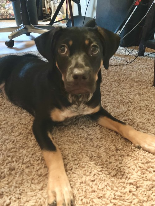 Potion has a penchant for being both playful and easy-going. She's a 5-month-old beagle mix who loves to snuggle!

centraltexasspca.org/dogs-for-adopt…

#dogsoftwitter #adoptdontshop #adoptme #shelterdogs #shelterdogsrock #rescuedog #ctspca