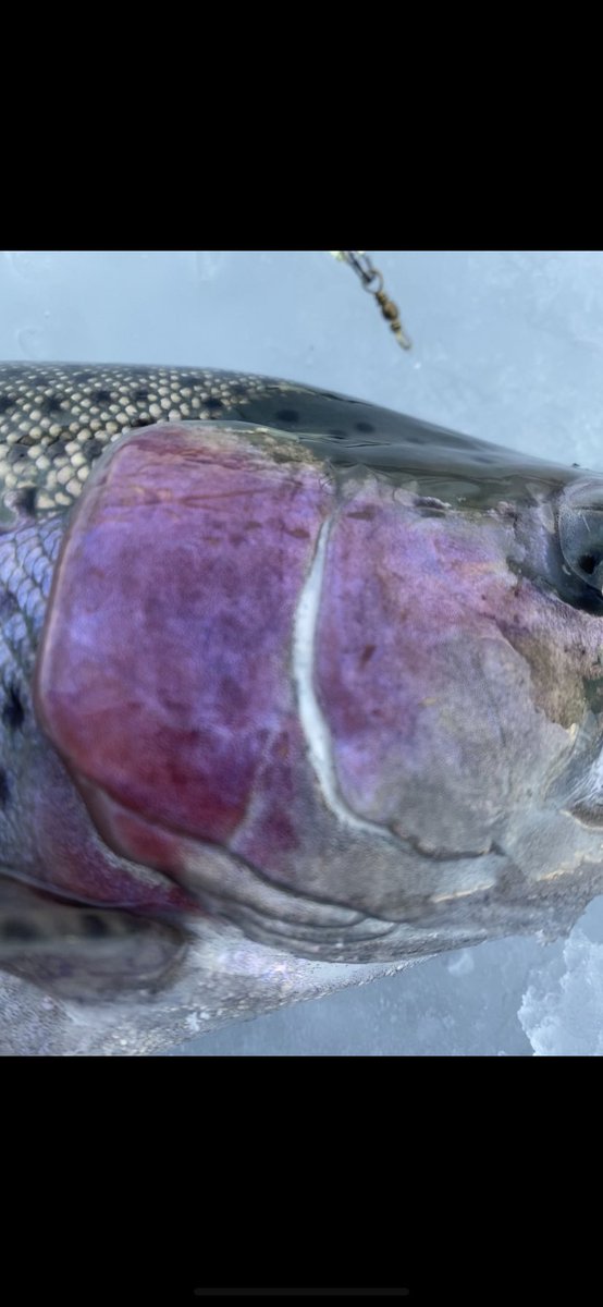 MtnWestIceFish's tweet photo. Epic Day on the Southern Utah Ice. 

#underarmour #yeti #sportsmanswarehouse #mtndew #icefishing #ionaugers 
#uglystik #jawjacker #procurebaitscents #maniaclures #marcum #bft #clam #mtnops #customjigsandspins #ratfinkee #coldnationoutdoors #icefishingnation 
#801 https://t.co/bBKcKZqjZK