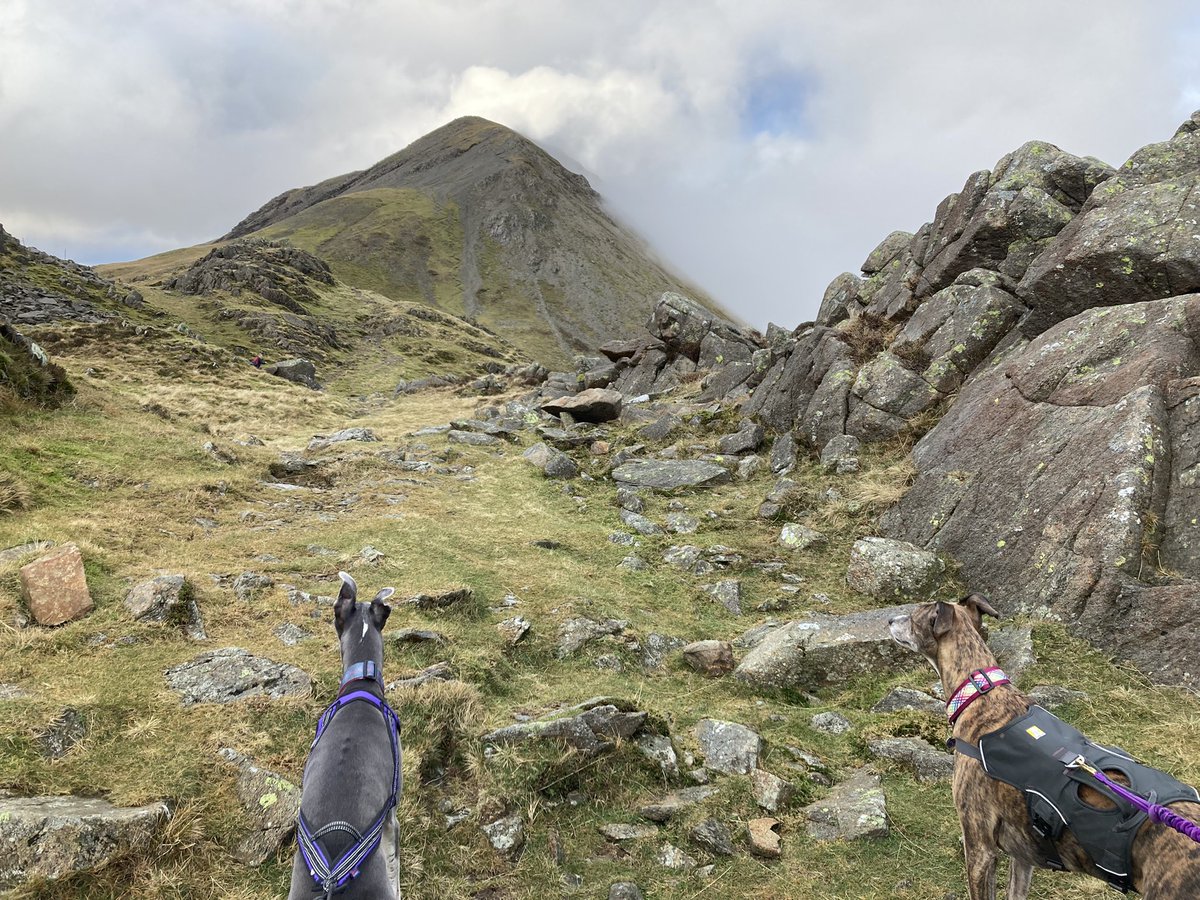ratherbrunning's tweet photo. Gorgeous day to be out on the Buttermere tops ⛰🐕💜 #highstile #redpike #highcrag #bridgeinn https://t.co/4iS3QjkeW8