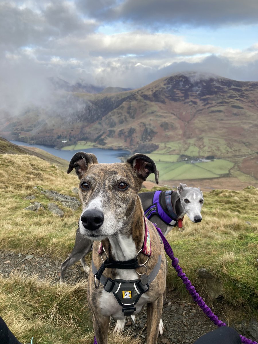 ratherbrunning's tweet photo. Gorgeous day to be out on the Buttermere tops ⛰🐕💜 #highstile #redpike #highcrag #bridgeinn https://t.co/4iS3QjkeW8