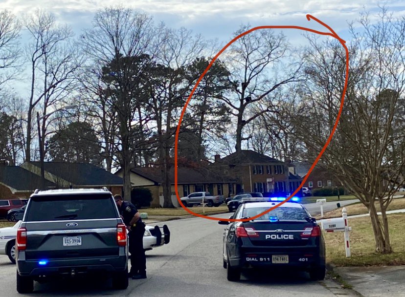 KaylaGaskinsTV's tweet photo. BEARS ON BRUIN: Four black bears are in a tree on Bruin Dr in a residential neighborhood in the Western Branch neighborhood in Chesapeake. The road is shut down. Animal control and the state are on site figuring out how to get the bears down. @WAVY_News https://t.co/yfcklOz3gC
