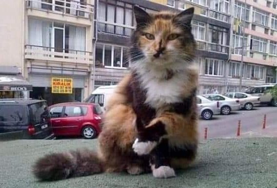 "Moda Taksi durağında 15 senedir yaşayan Tonton artık yaşlandığı, yürüyemediği, görmediği ve altına kaçırdığı için taksi durağının sahibi tarafından 10 gün önce bilinmeyen bir yere atıldı. Herkese ayrı bir yalan söylüyor." (İpek Cent iletisidir) 
#moda #kadıköy