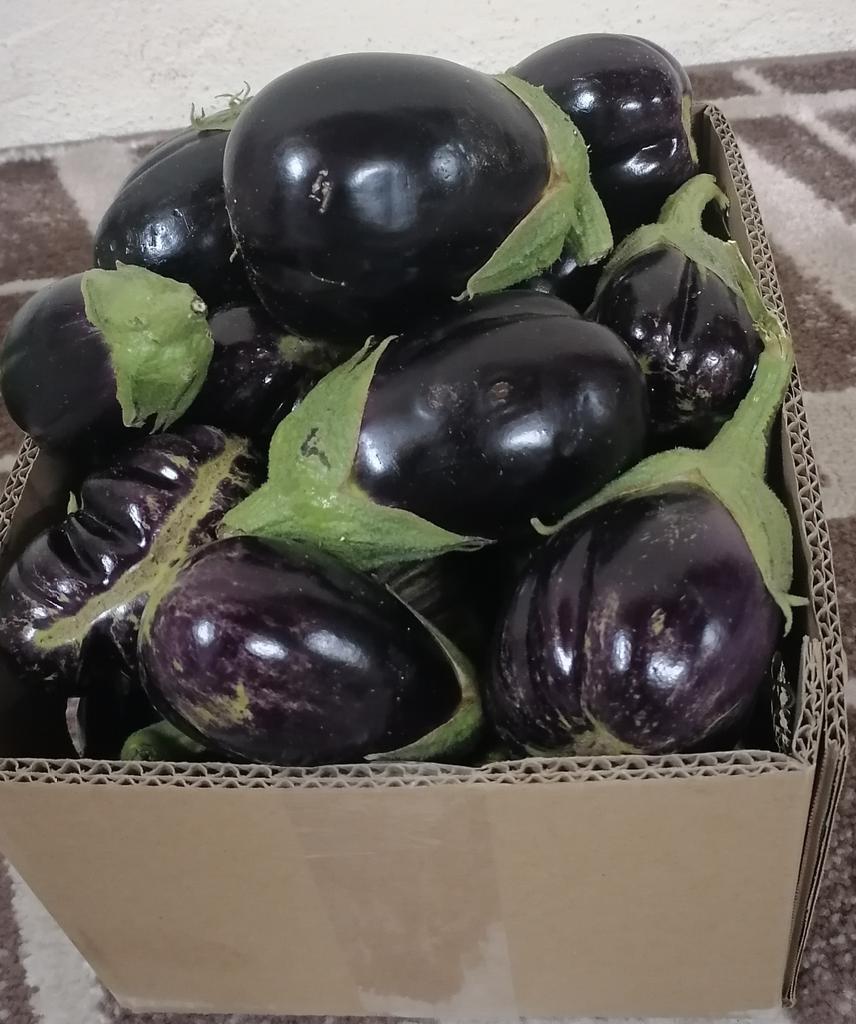 Motaeb__ALYOUBl's tweet photo. #الرواتب  اللي يبي  الباذنجان من ١٥ ريال الكرتون والكوسه من ٢٠ ريال واللي يقدر يدعمني  والله اني     في اشد الحاجه.  لكن  الحمد لله على كل حال    خاصه من محافظه رابغ ومستوره    همتكم الله يرضى عليكم دنيا وآخره https://t.co/AZuxrFp8NL
