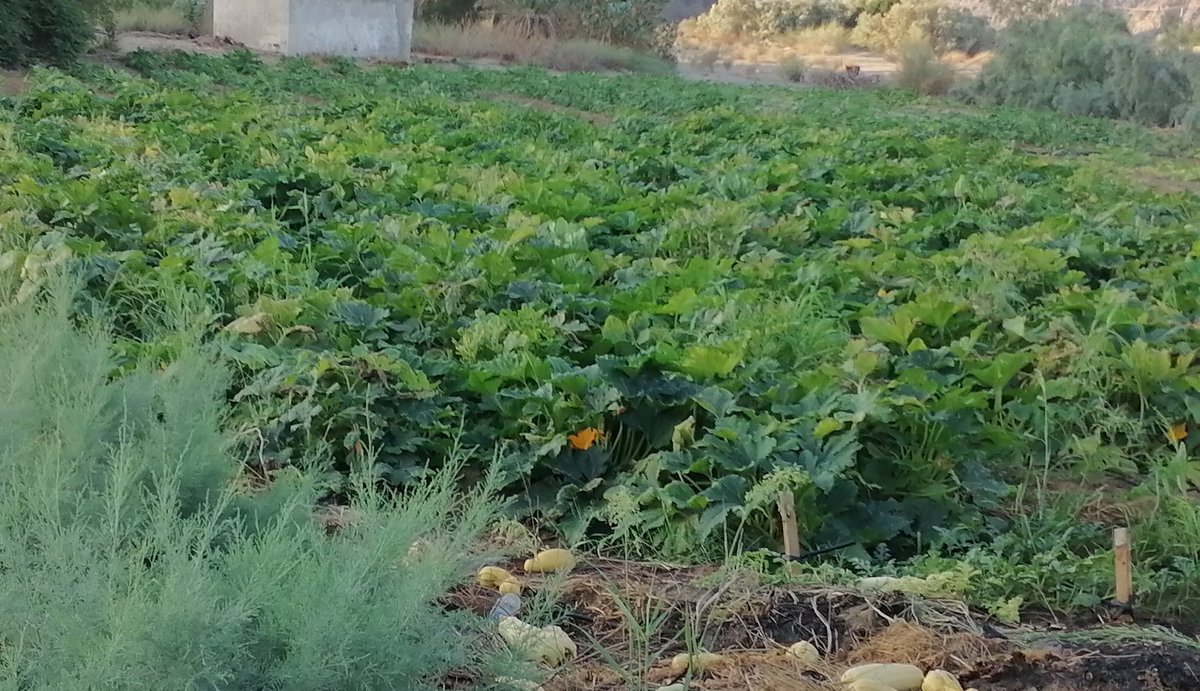 Motaeb__ALYOUBl's tweet photo. #الرواتب  اللي يبي  الباذنجان من ١٥ ريال الكرتون والكوسه من ٢٠ ريال واللي يقدر يدعمني  والله اني     في اشد الحاجه.  لكن  الحمد لله على كل حال    خاصه من محافظه رابغ ومستوره    همتكم الله يرضى عليكم دنيا وآخره https://t.co/AZuxrFp8NL