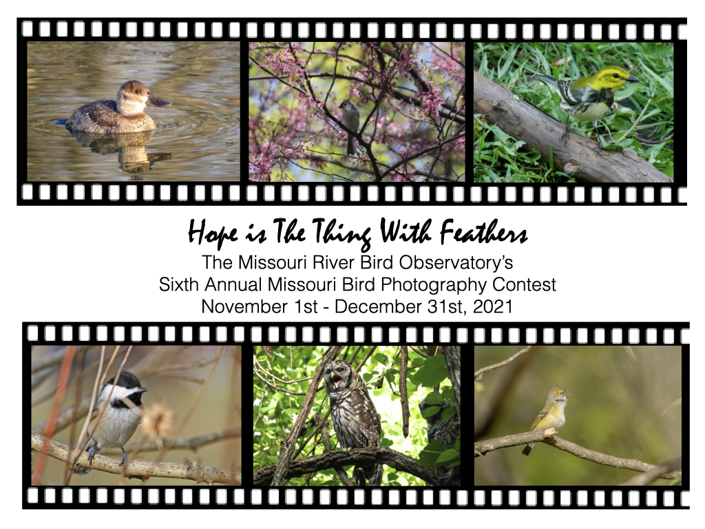 It's the last week to submit your bird photos to our Photography Contest for 2021! Don't miss out on the chance to share your photos, support conservation education, and a chance to win a cash prize. Submit your photos and find out more at mrbo.org/photocontest20…