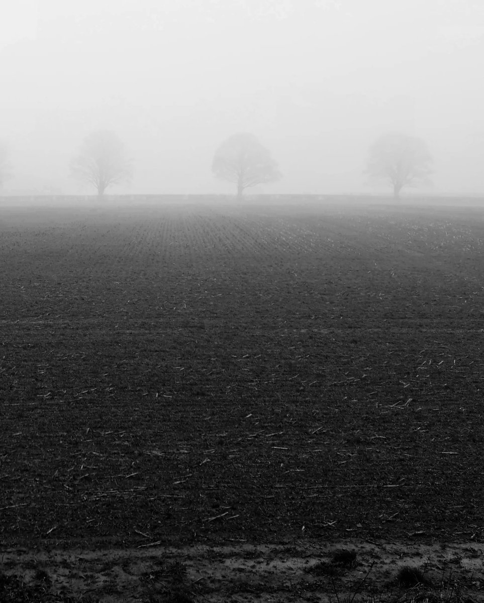CWFineArt's tweet photo. Trees like ghosts in the fog https://t.co/ngxr4WYbi1