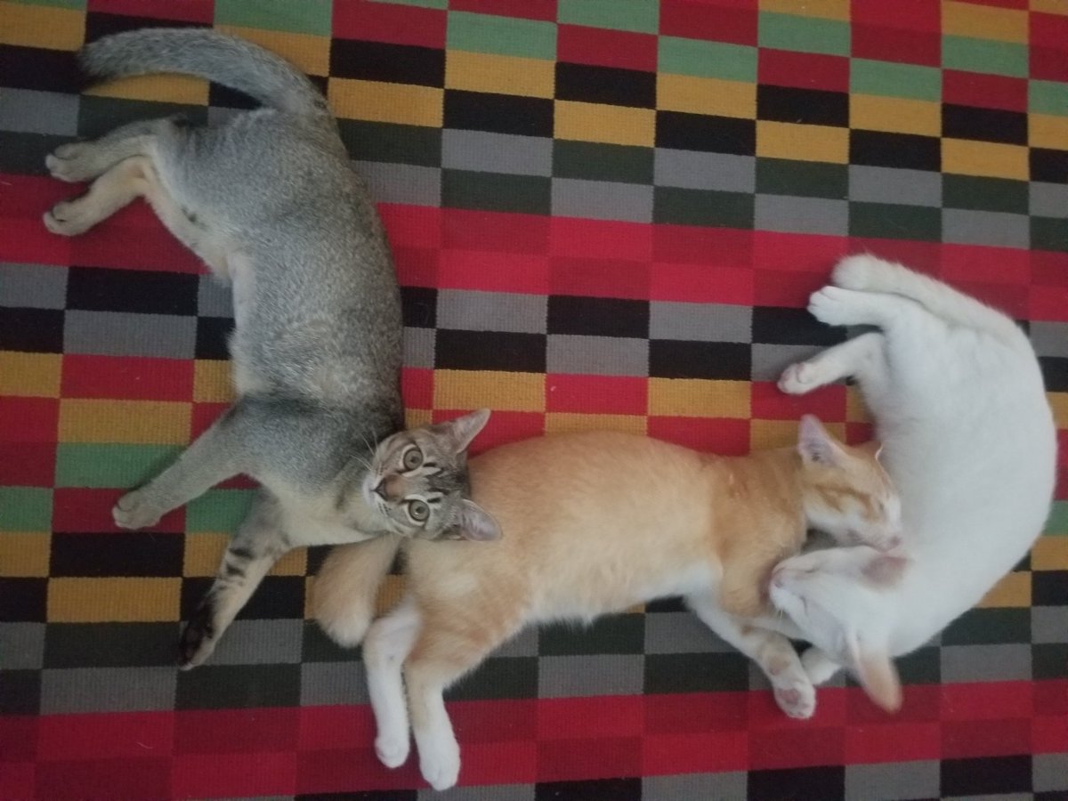 LailaZar's tweet photo. Update: I haz cats now! https://t.co/tXVkEfaqCp