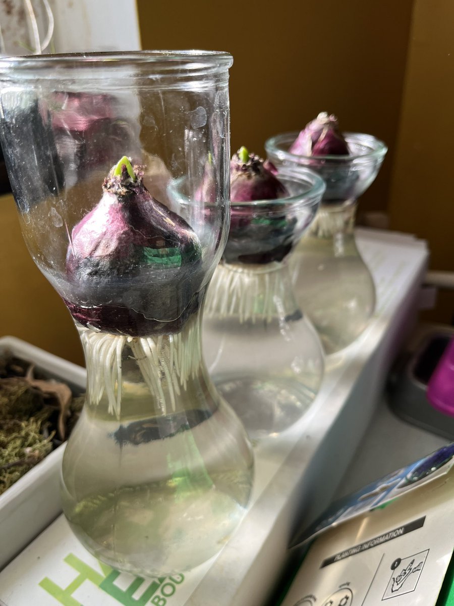 WDCGardener's tweet photo. I chilled these hyacinth bulbs I bought at the @fonarboretum sale in early October and took them out last week to force them into early bloom. The roots are growing fast! I’ll share more pics as the progress in the next few weeks. #gardendc #bulbs #bulbchat #winter #forcingbulbs https://t.co/GWviO52hHk