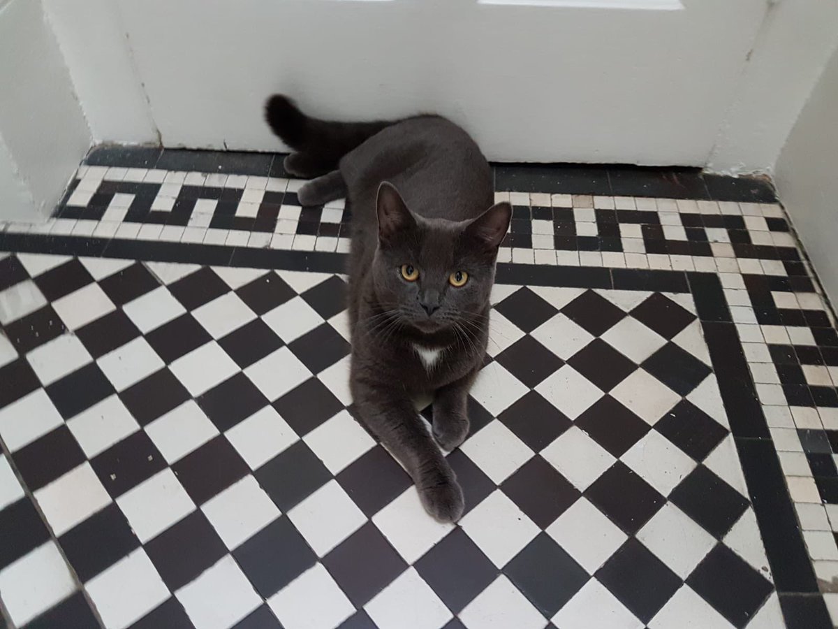 feelehane's tweet photo. My cat 🐈‍⬛ Rocky is missing from Richborough Road. He is very shy and likely to be scared and hiding. He is chipped. Grey with a small white patch on his tummy and chin. Please DM if you see him #missingcat #cats #cricklewood #whampstead https://t.co/62vkgNMhMn