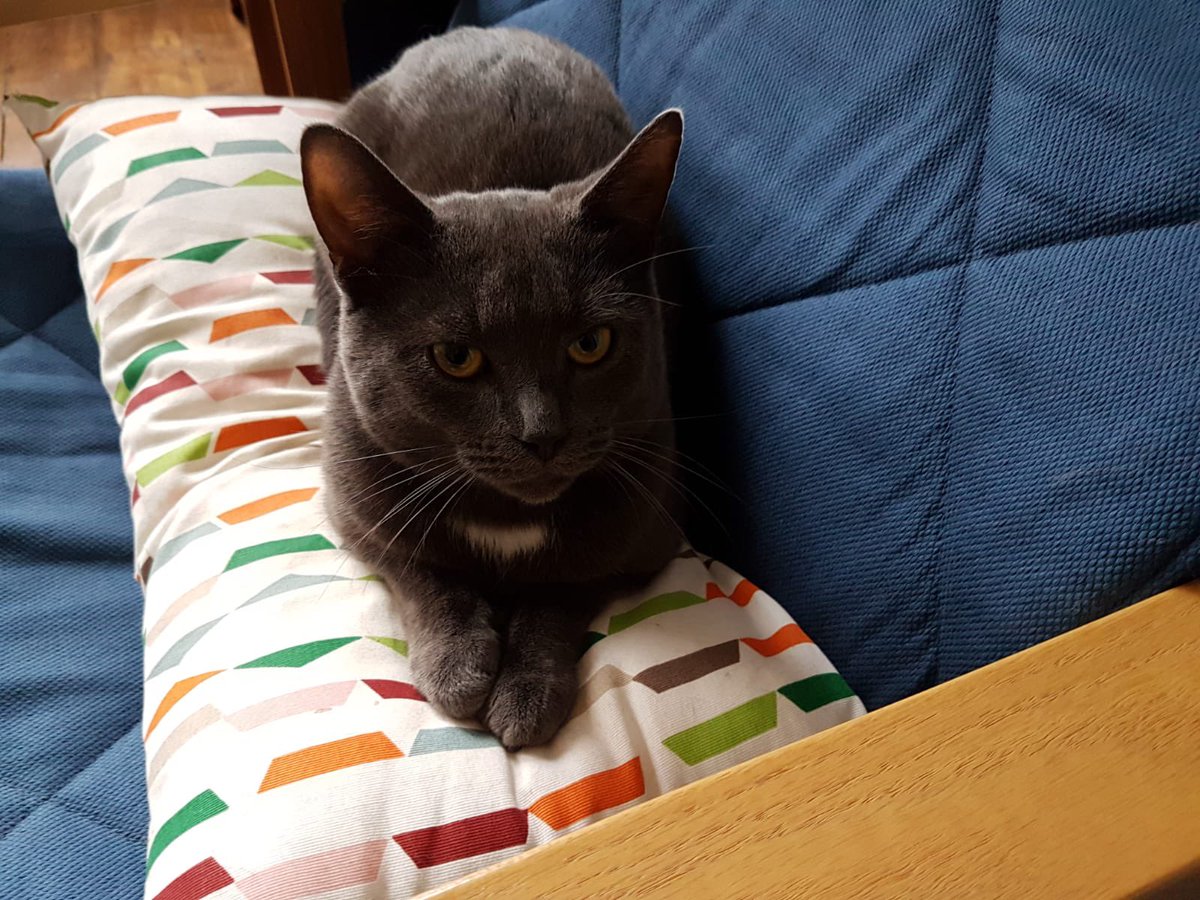 feelehane's tweet photo. My cat 🐈‍⬛ Rocky is missing from Richborough Road. He is very shy and likely to be scared and hiding. He is chipped. Grey with a small white patch on his tummy and chin. Please DM if you see him #missingcat #cats #cricklewood #whampstead https://t.co/62vkgNMhMn