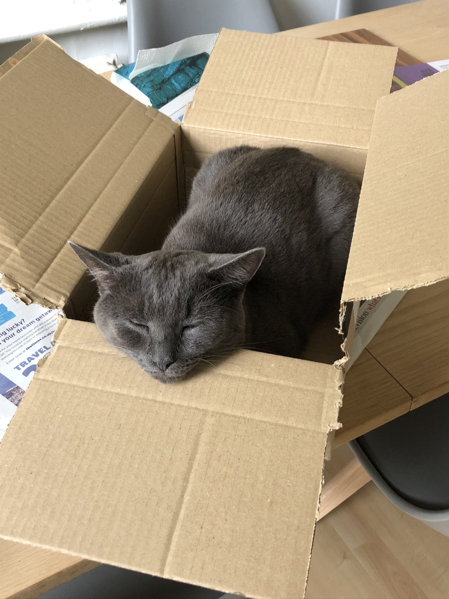 My cat 🐈‍⬛ Rocky is missing from Richborough Road. He is very shy and likely to be scared and hiding. He is chipped. Grey with a small white patch on his tummy and chin. Please DM if you see him #missingcat #cats #cricklewood #whampstead